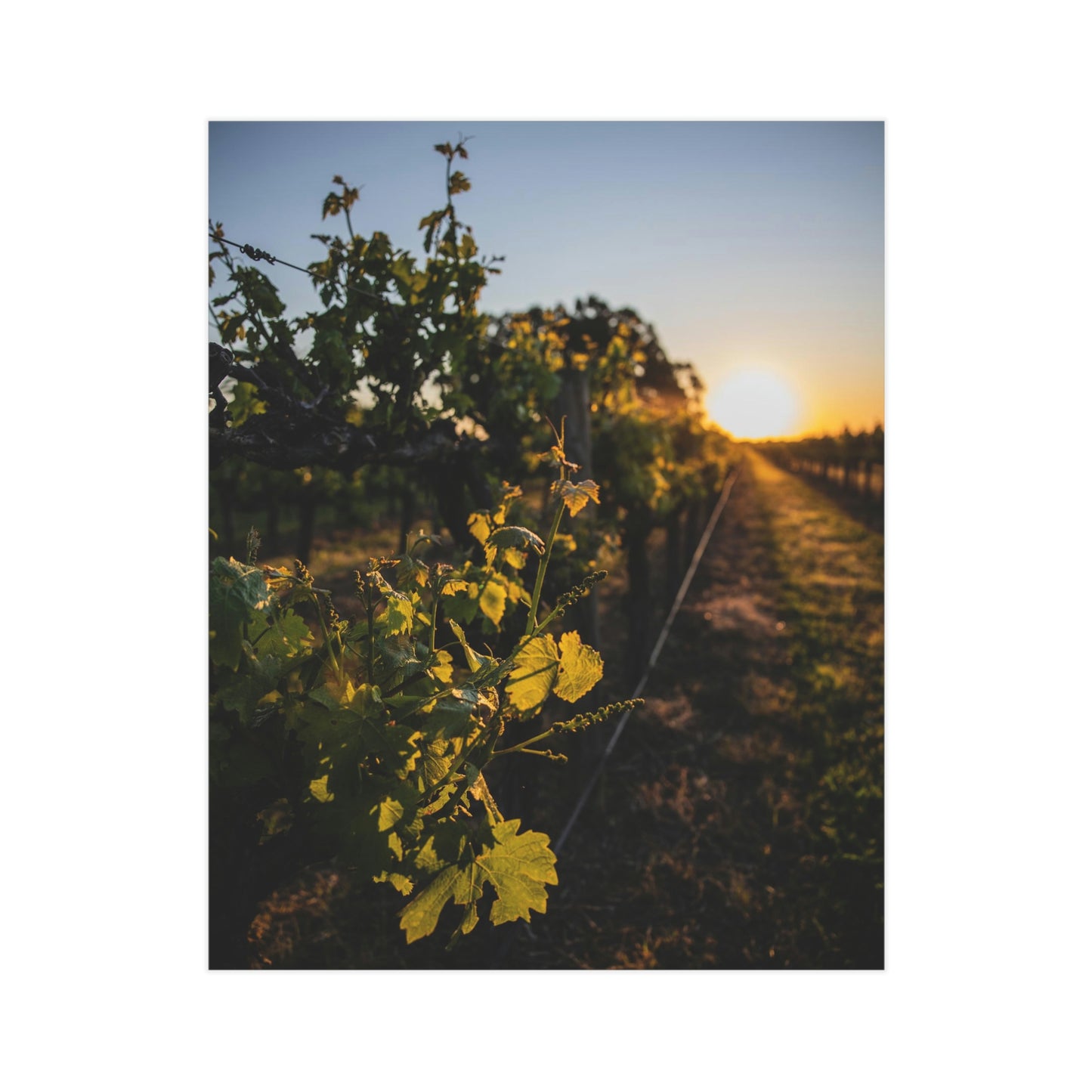 In The Vines - Unframed Prints