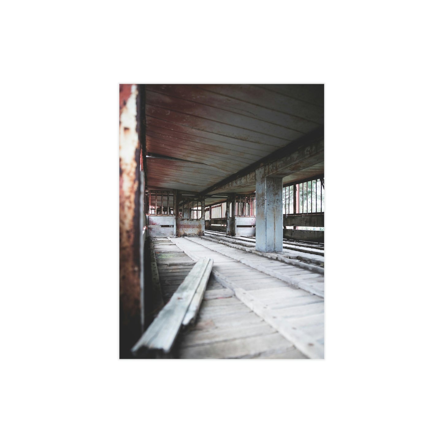 Cattle Class - Unframed Prints