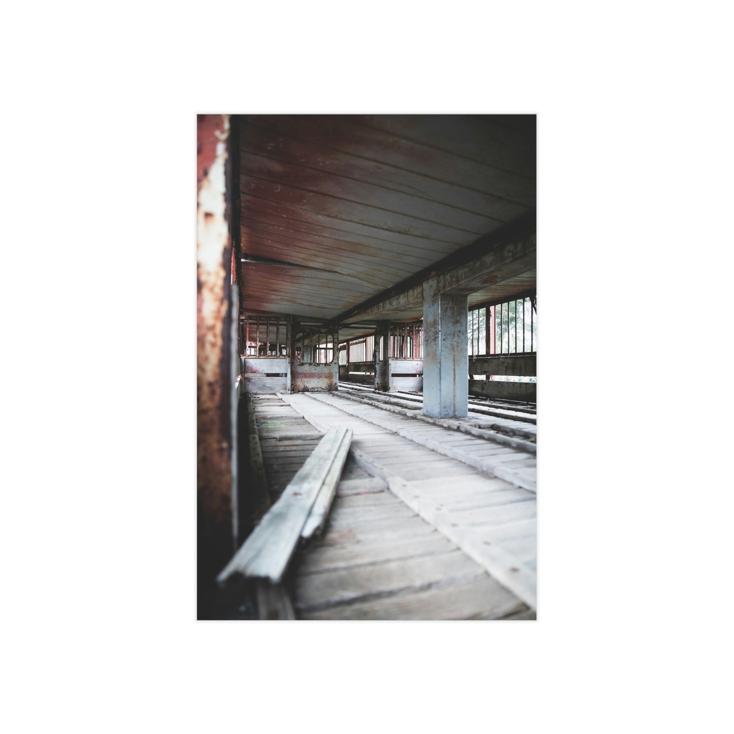 Cattle Class - Unframed Prints