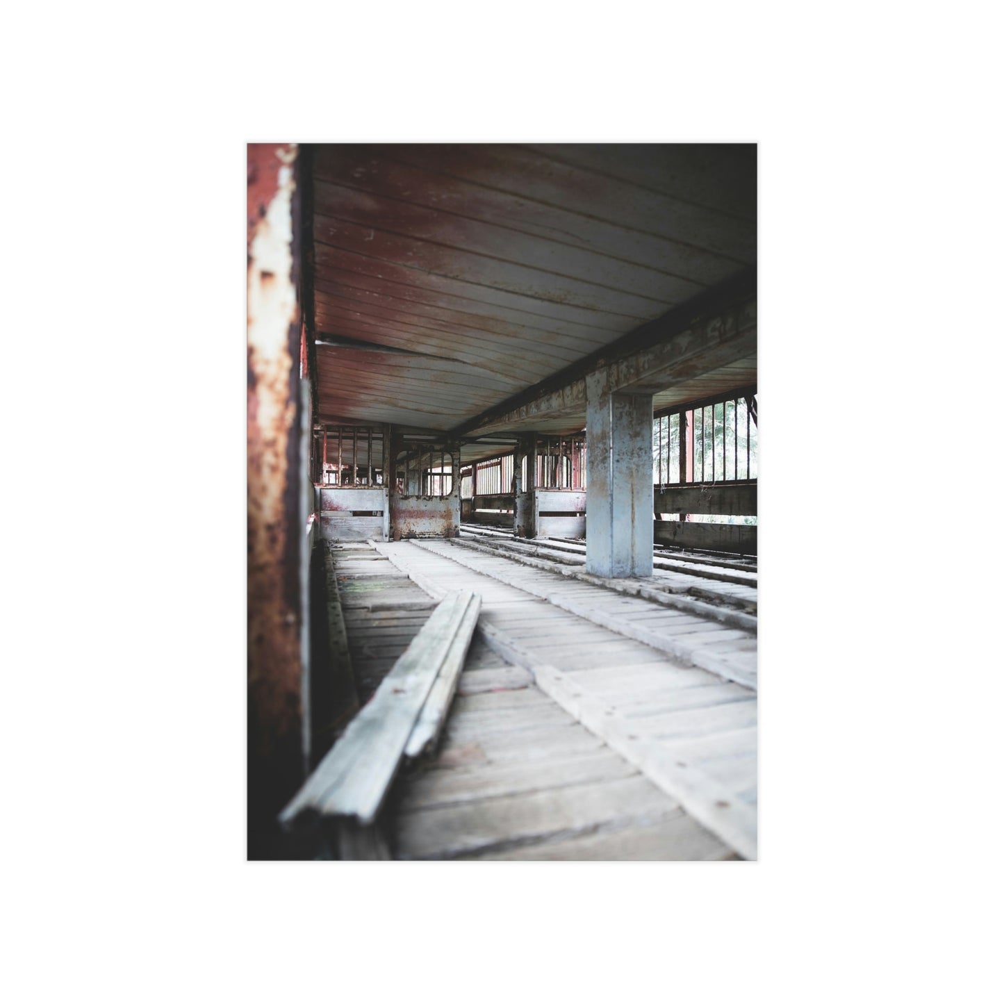 Cattle Class - Unframed Prints