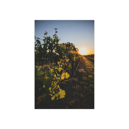 In The Vines - Unframed Prints