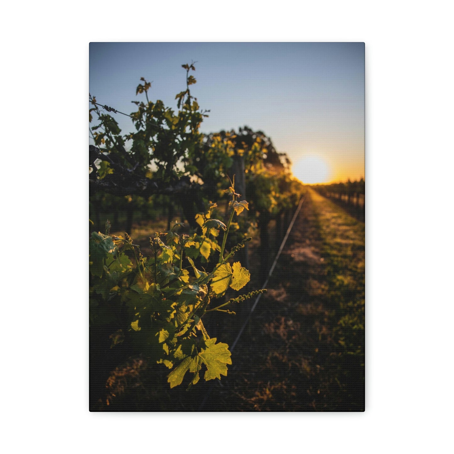 In The Vines - Classic Canvas