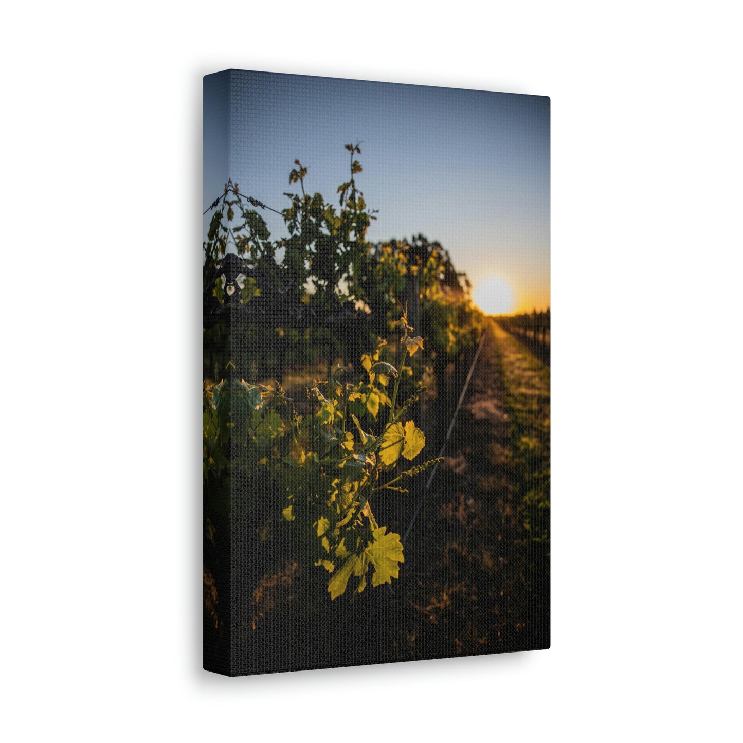 In The Vines - Classic Canvas