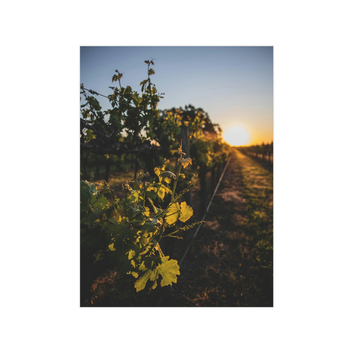 In The Vines - Unframed Prints