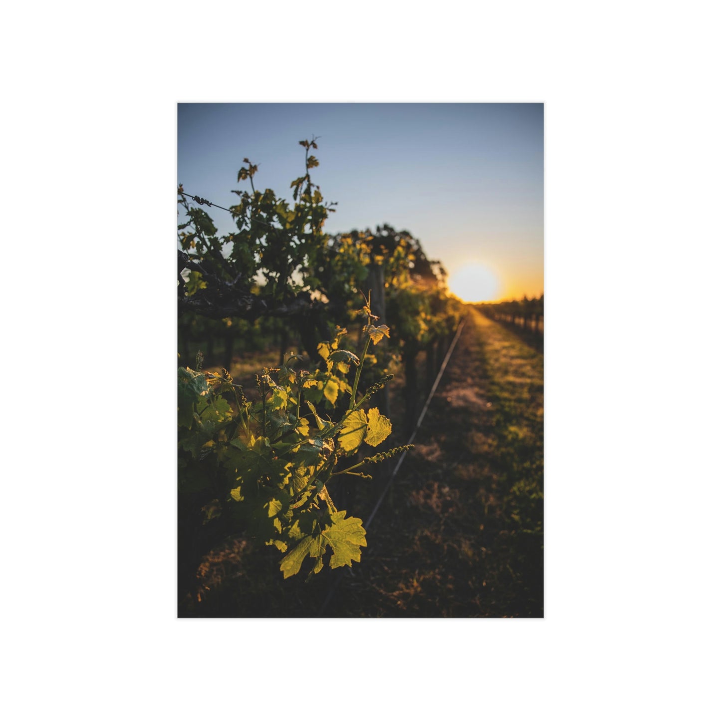 In The Vines - Unframed Prints