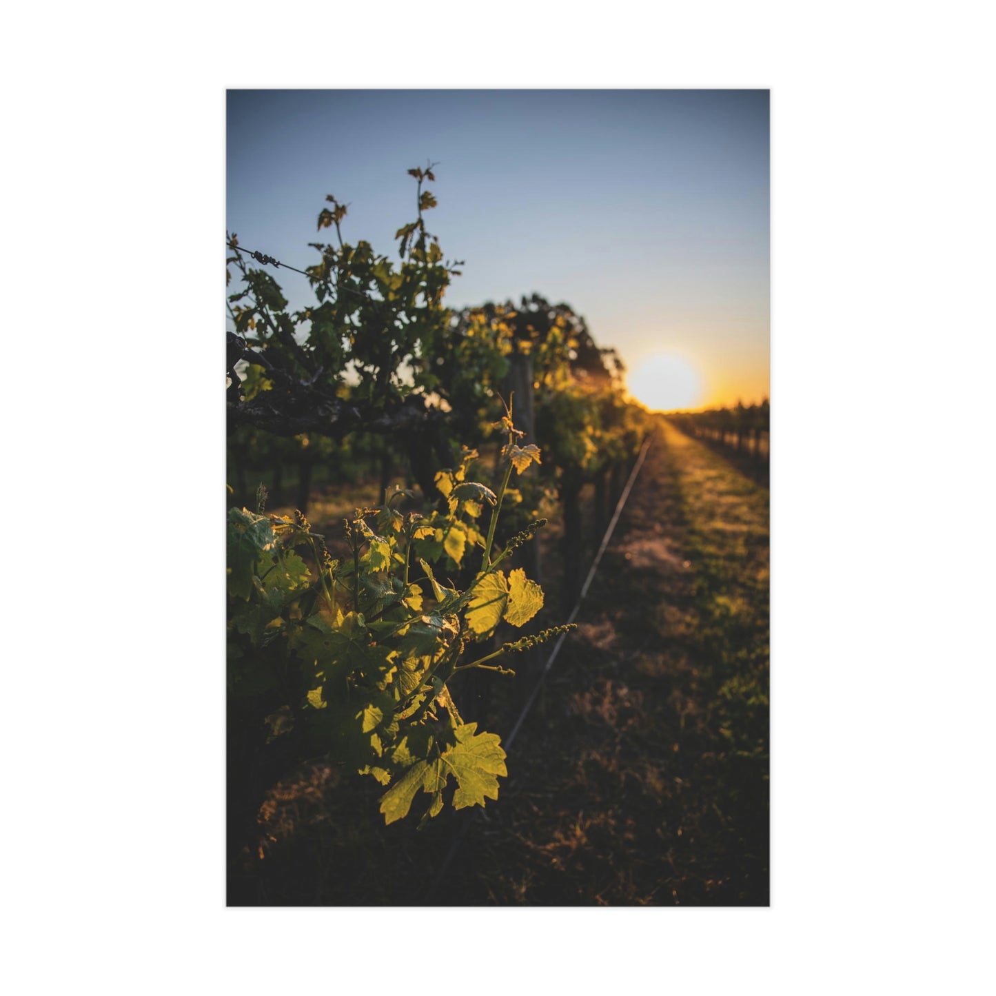 In The Vines - Unframed Prints