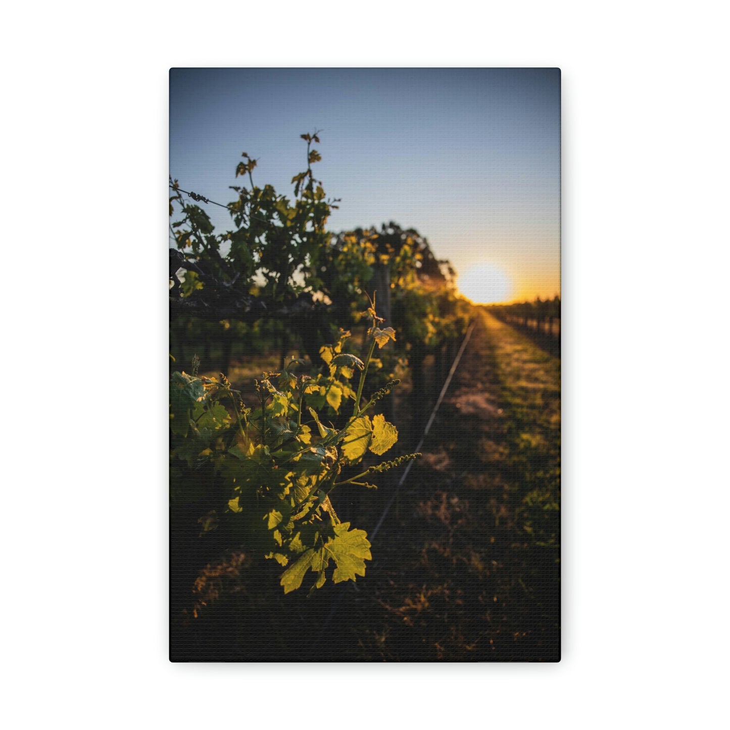 In The Vines - Classic Canvas