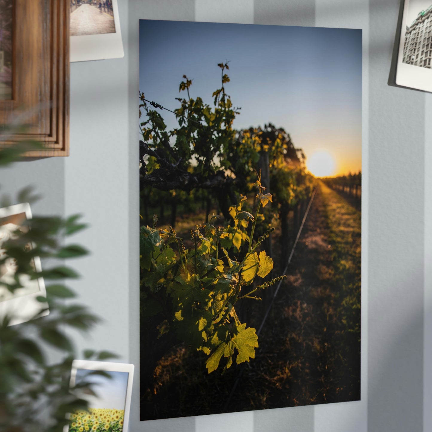 In The Vines - Unframed Prints