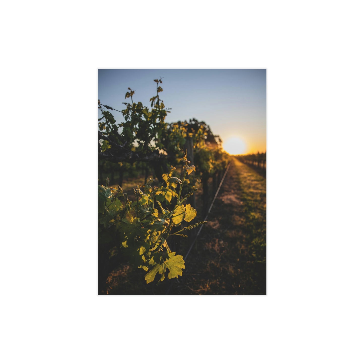 In The Vines - Unframed Prints