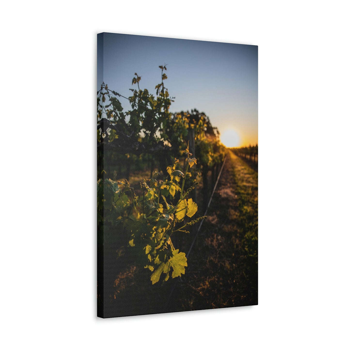 In The Vines - Classic Canvas