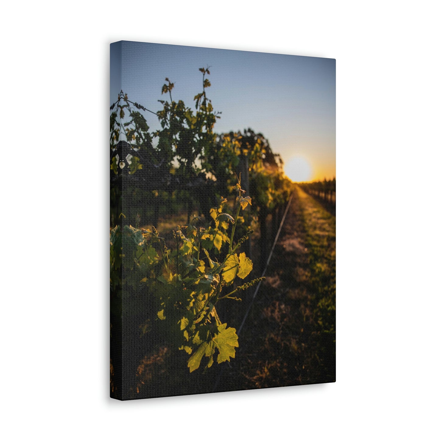 In The Vines - Classic Canvas